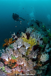 Softcorals on small wreck and diver, Manila Channel, Puer... by Tobias Reitmayr 